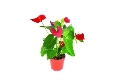 Telpaugs Antūrija D 14cm