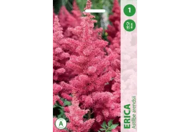 Astilbe  Erika