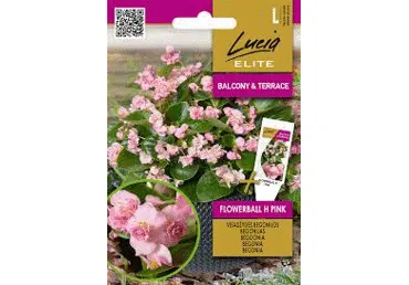 Begoonia Flowerball H Pink