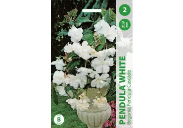 Begoonia White 2tk