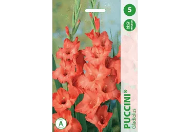 Gladioolid PUCCINI 5tk
