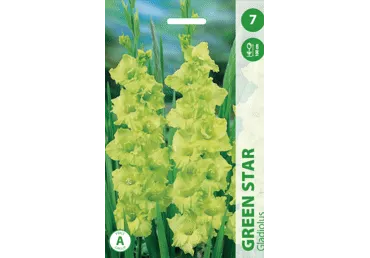 Gladioolid  Spring green ,7tk