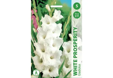Gladioolid White Prosperity,5tk