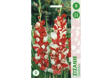 Gladioolid ZIZANIE 7 tk