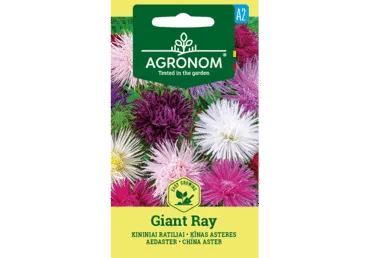 Hiina Aster Giant Ray