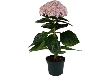 Hortensia Ø23