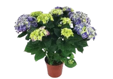 Hortensia potis 14cm