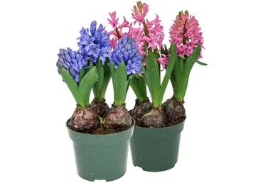 Telpaugs Hiacinte D 12cm 3 sīpoli