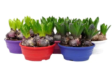 Telpaugs Hiacinte D 16cm