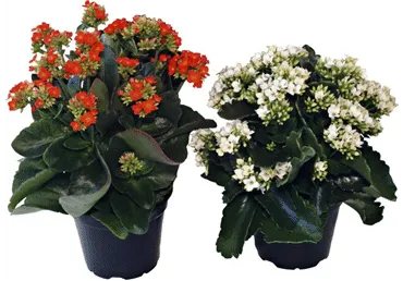 Kalanhoe potis Ø10.5cm
