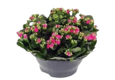 Kalanhoe potis 23cm