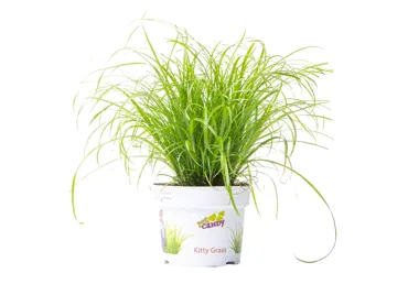 Zāle kaķiem podiņā D 12cm