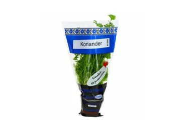 Koriander potis Hansa Herbs