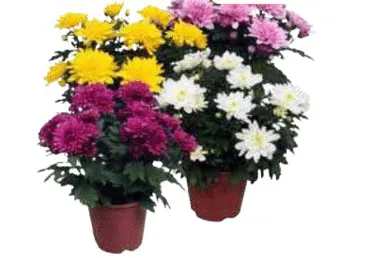 Telpaugs Krizantēma Grandeza D 13cm