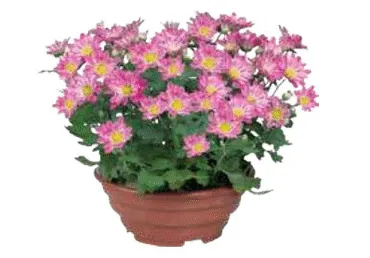 Krüsanteem potis 23cm