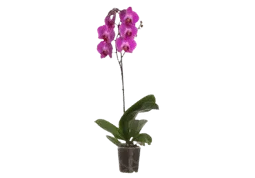 Telpaugs Orhideja 2 kāti 50-60cm D 12cm