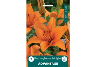 Liilia Popular advantage 2tk