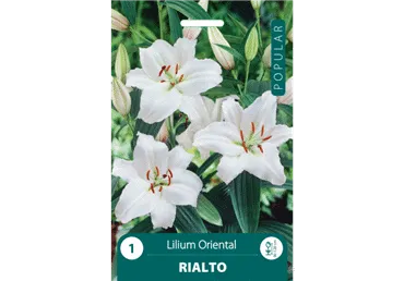 Liilia POPULAR RIALTO