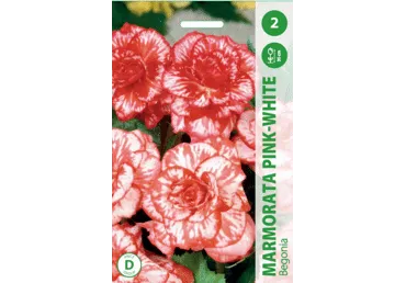 Lillesibul Begoonia Marmorata,2tk