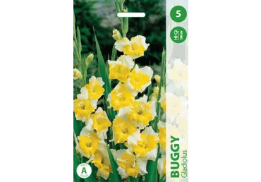 Lillesibul Gladiool buggy 5tk