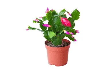 Telpaugs Šlumbergera D 9cm