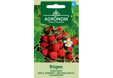 Metsmaasikas  Rugen