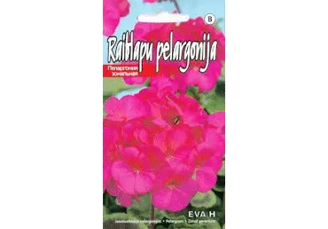 Pelargoon Eva H