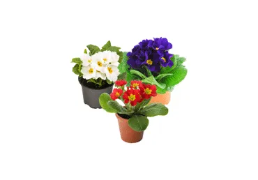 Telpaugs Prīmula D 10cm Latvija