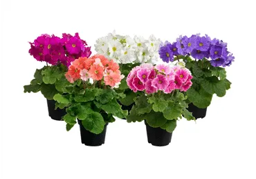 Telpaugs Prīmula D 10,5cm