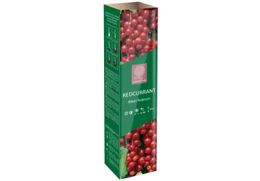 Punane sõstar Standard