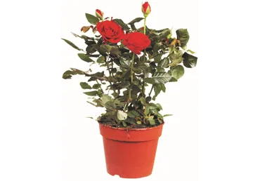 Roos potis 17cm