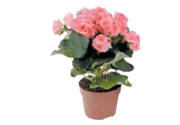 Roosbegoonia