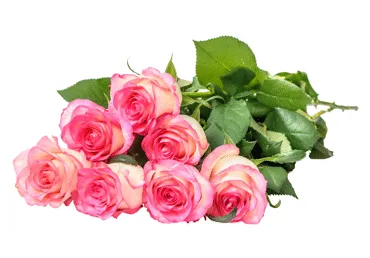 Grieztie ziedi Rozes 7gab.