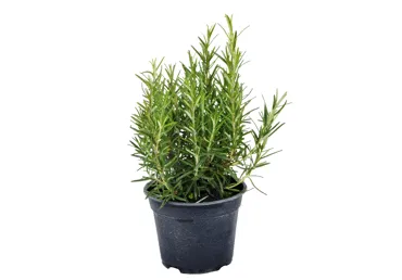 Garšaugs Rozmarīns D 14cm