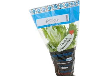 Salat Frillice potis HANSA HERBS