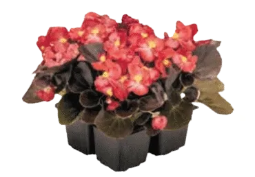 Semperbegoonia 9cm 1tk