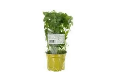 Sidrunmeliss potis HANSA HERBS