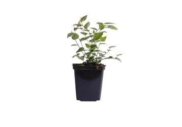 Sinikas BLUECROP  50cm