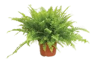Sõnajalg potis, ø12cm