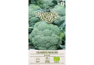 Spargelkapsas Calabrese Natalino