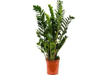 Sulgvõhk potis ø14cm