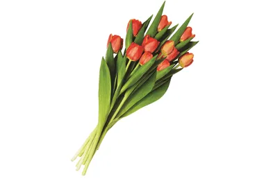 Grieztie ziedi Tulpes 9gab.