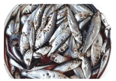 Vürtsisoola kilu, kg-lett