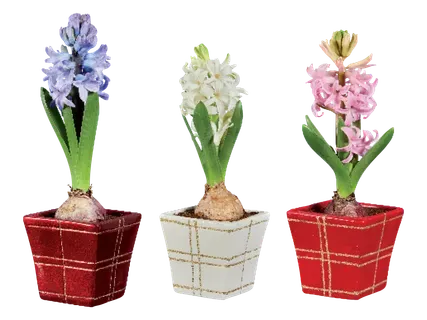 Hiacinte dekoratīvā puķupodā 1gab