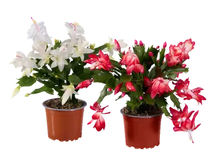 Ziemassvētku kaktuss "Duo" 1gab