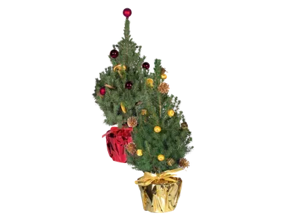 Izrotāta eglīte puķupodā 1gab