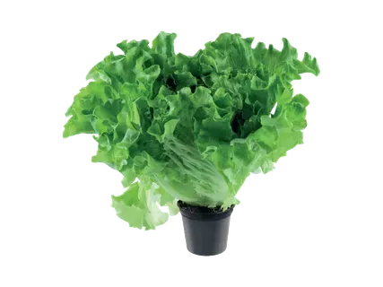 Lollo salat potis
