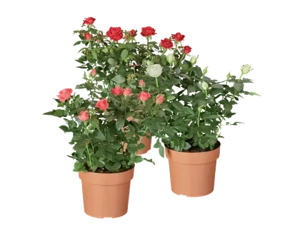 Roze puķupodā 1gab