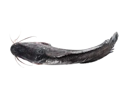 Säga, roogitud, peaga