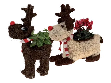 Telpaugs dekoratīvā puķupodā 1gab